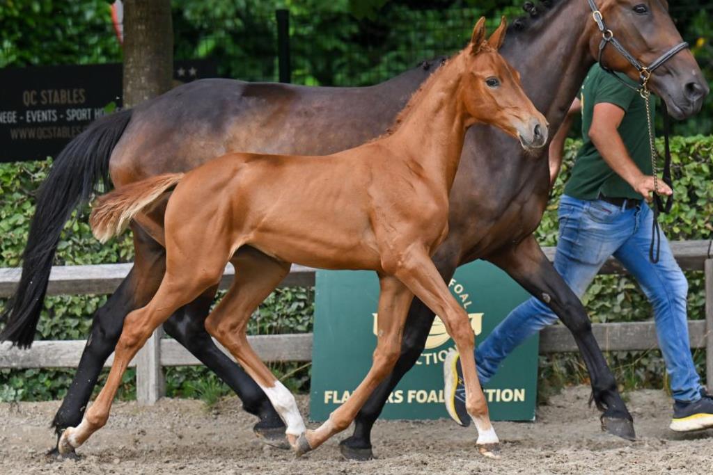 Ilaya vd Holsteinerhoeve Z